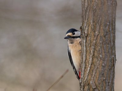 Great spotted Woodpecker