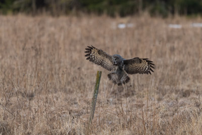 Great grey owl
