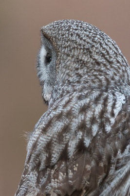 Great grey owl