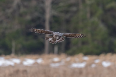 Great grey owl