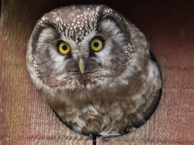 Tennmalms owl