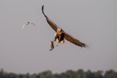 Whee tailed eagle