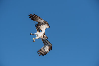 Osprey