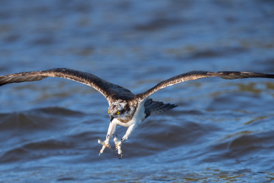 Osprey