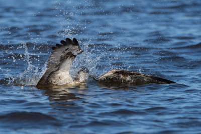 Osprey