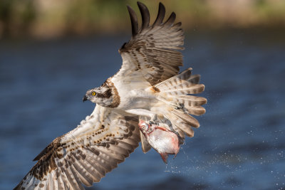 Osprey