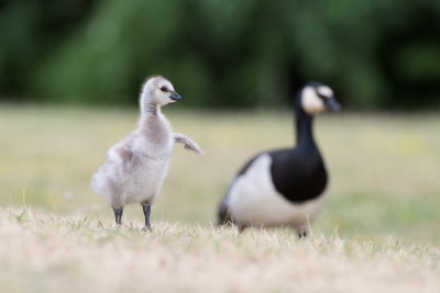 white-skinned goose