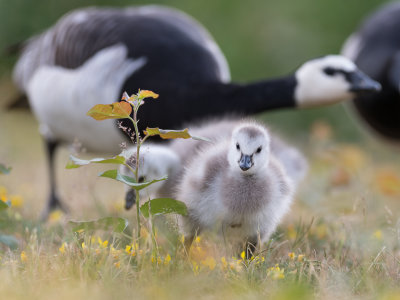 white-skinned goose