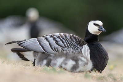 white-skinned goose