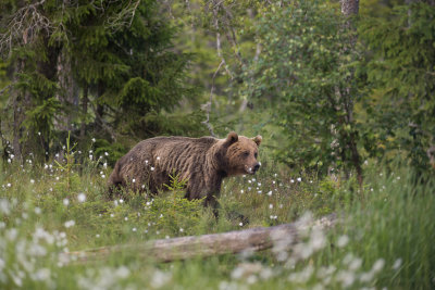 Brown Bear