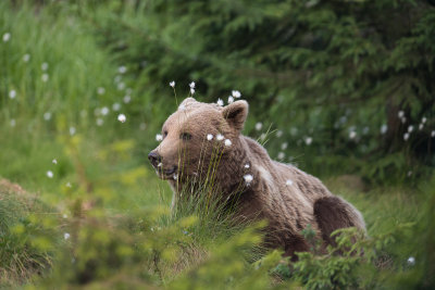 Brown Bear
