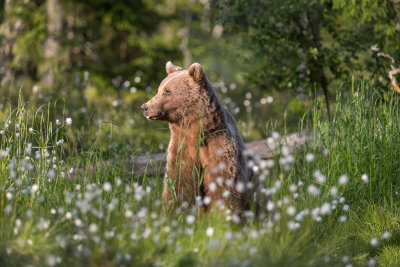 Brown Bear