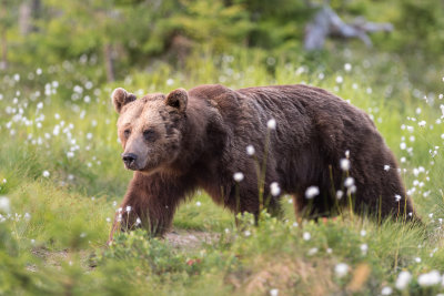 Brown Bear