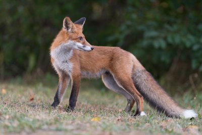 Red Fox