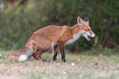Red Fox