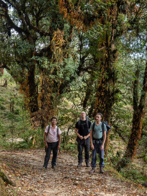 Singalilla forest