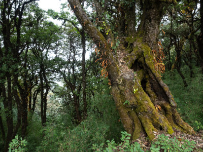 Singalilla forest