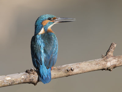 Common Kingfisher