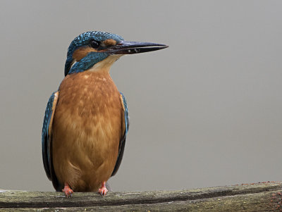 Common Kingfisher