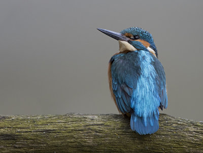 Common Kingfisher