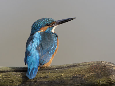 Common Kingfisher