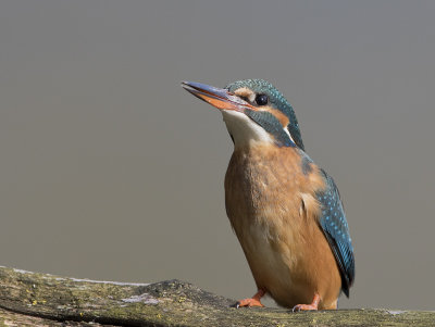 Common Kingfisher