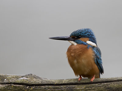 Common Kingfisher