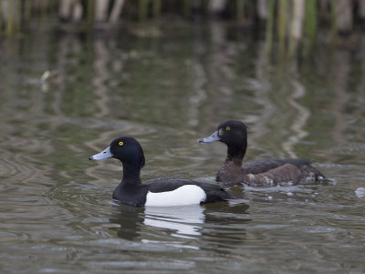 Tufted Duck