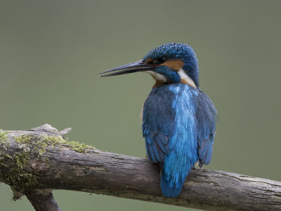 Common Kingfisher