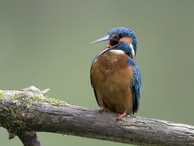 Common Kingfisher