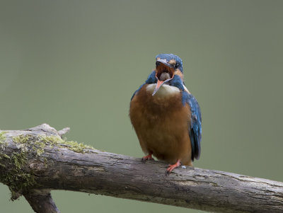 Common Kingfisher