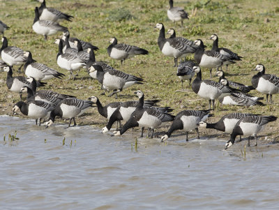 Barnacle Goose