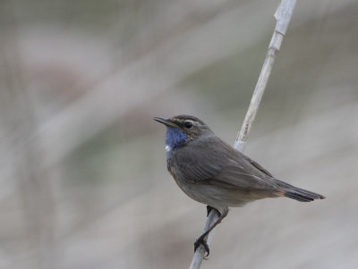 Bluethroat