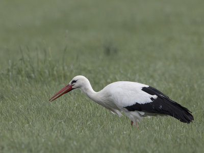 White Stork