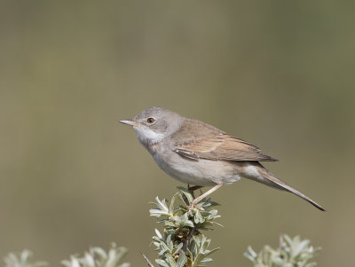 Common Whitethroat