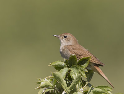 Rufous Nightingale