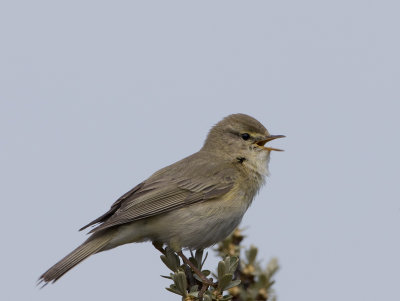 Willow Warbler