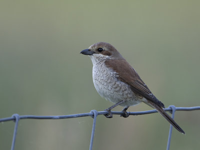 Red-backed Shrike