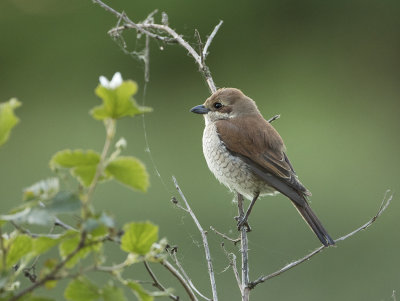 Red-backed Shrike