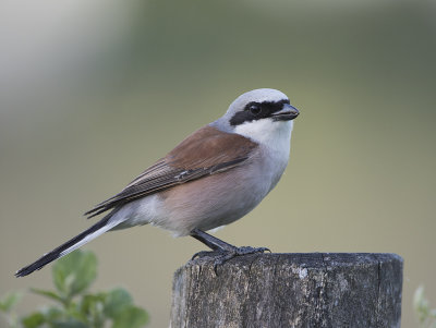 Red-backed Shrike