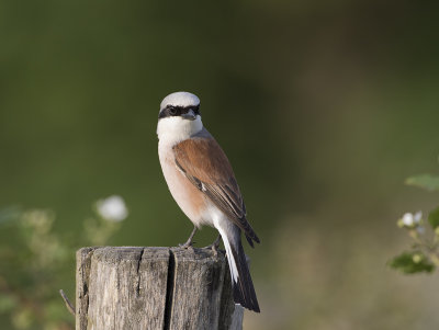 Red-backed Shrike