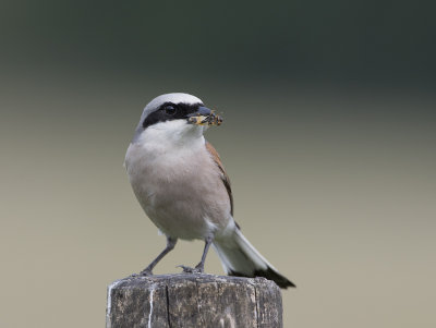 Red-backed Shrike