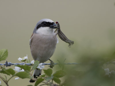 Red-backed Shrike