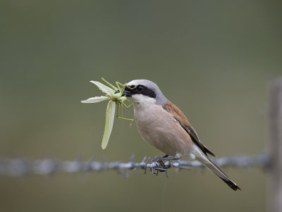 Red-backed Shrike