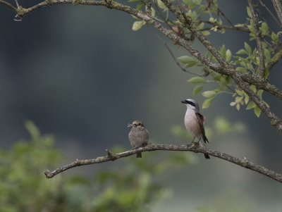 Red-backed Shrike