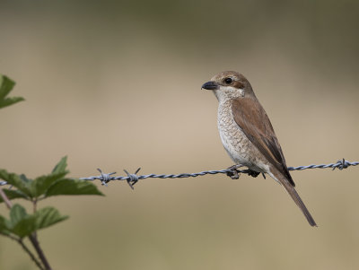 Red-backed Shrike