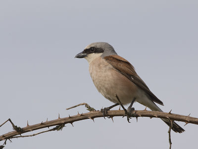 Red-backed Shrike