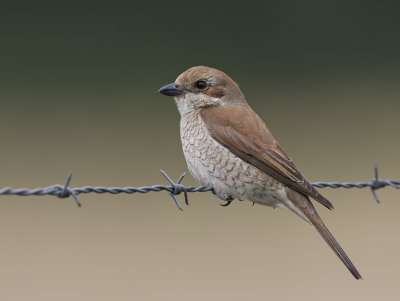 Red-backed Shrike