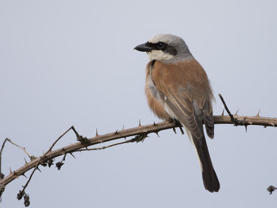 Red-backed Shrike