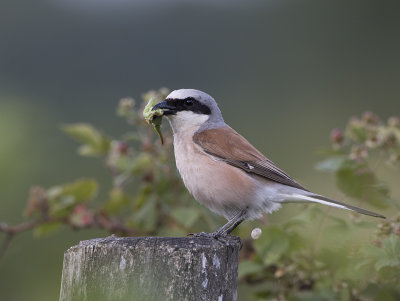 Red-backed Shrike